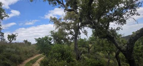 Propriedade com Ruína Única em Santa Margarida da Serra, Grândola - 19.5 Hectares com Ruína, PIP Aprovado para novas construções - Amplos e variados recursos Naturais!